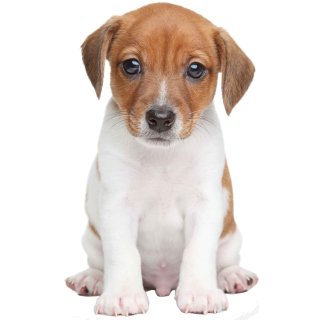 Aufkleber Baby Jack Russel Terrier Hund selbstklebend Sticker Autoaufkleber Motorradhelm Dekoration Wohnwagen Heckscheibenaufkleber Car Set wetterfest