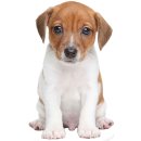 Aufkleber Baby Jack Russel Terrier Hund selbstklebend...