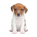 Setangebot: Baby Jack Russell Terrier Aufkleber –...