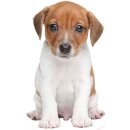 Aufkleber Baby Jack Russel Terrier Hund selbstklebend Sticker Autoaufkleber Dekoration Wohnwagen Heckscheibenaufkleber Car Set wetterfest 12 x 7 cm