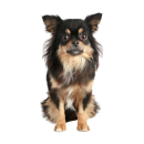 Langhaar Chihuahua Aufkleber – realistischer...