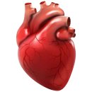 Aufkleber menschliches Herz wasserfest Organ Sticker Medizin Arzt Chirugie Blut Muskel Studium Deko