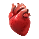 Menschliches Herz Aufkleber – realistischer...