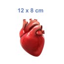 Menschliches Herz Aufkleber – realistischer Organ-Sticker für Medizin & Deko (12 x 8 cm)