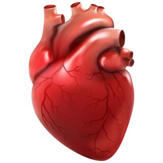 Aufkleber menschliches Herz wasserfest Organ Sticker Medizin Arzt Chirugie Blut Muskel Studium Deko 24 x 16 cm