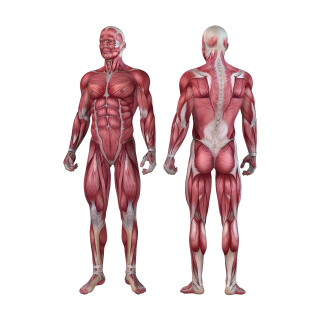 Mensch und Organe Aufkleber – Muskeln des männlichen Körpers, Medizin Sticker