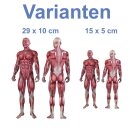 2 Aufkleber Muskeln des männlichen Körpers wasserfest Anatomie Sticker Medizin Arzt Muskeln Chirugie Deko