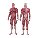 Mensch und Organe Aufkleber – Muskeln des...