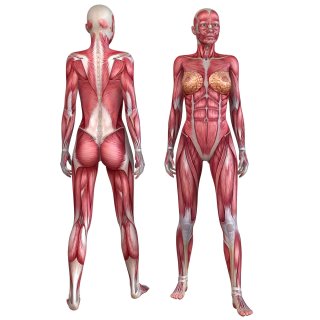 2 Aufkleber Muskeln des weiblichen Körpers wasserfest Anatomie Sticker Medizin Arzt Muskeln Chirugie Deko