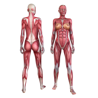 Mensch und Organe Aufkleber – Muskeln des weiblichen Körpers, wetterfest