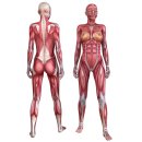 2 Aufkleber Muskeln des weiblichen Körpers...