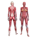 Mensch und Organe Aufkleber – Muskeln des...