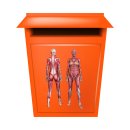 Mensch und Organe Aufkleber – Muskeln des weiblichen Körpers, wetterfest