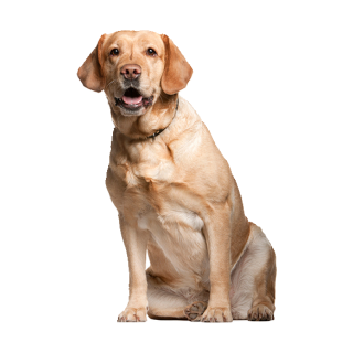 Labrador Tier Aufkleber – wetterfester Hunde-Sticker von Kleberio