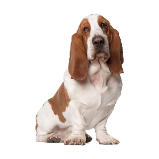 Tier Aufkleber Basset Hound – wetterfester Hundesticker von Kleberio (13 x 9 cm)