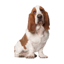 Tier Aufkleber Basset Hound – wetterfester Hundesticker von Kleberio (13 x 9 cm)