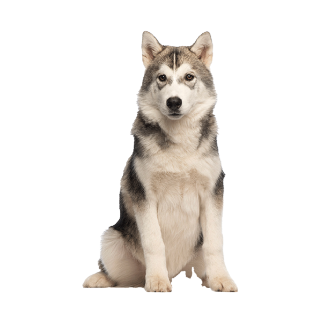 Husky Aufkleber – wetterfester Tier-Sticker für Auto, Fenster & mehr (13 x 8 cm)