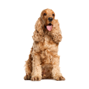 Tier Aufkleber – Cocker Spaniel Hund wetterfest...