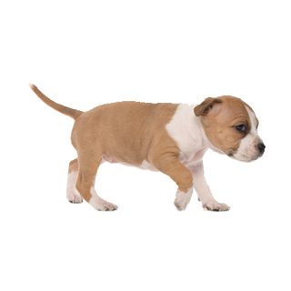 Tier Aufkleber – süßer Welpen-Sticker, wetterfest & UV-beständig (13 x 7 cm)