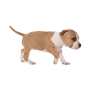 Tier Aufkleber – süßer Welpen-Sticker, wetterfest & UV-beständig (13 x 7 cm)