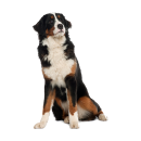 Tier Aufkleber – Berner Sennenhund Sticker,...