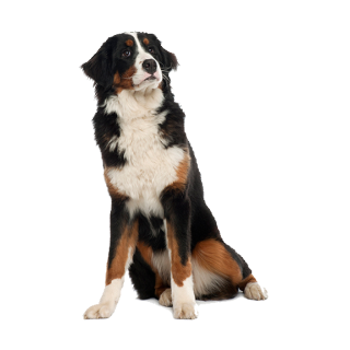 Tier Aufkleber – Berner Sennenhund Sticker, wetterfest & UV-beständig (16 x 24 cm)