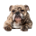 Tier Aufkleber Bulldogge – wetterfester Hundesticker für Auto & Fenster (11 x 10 cm)