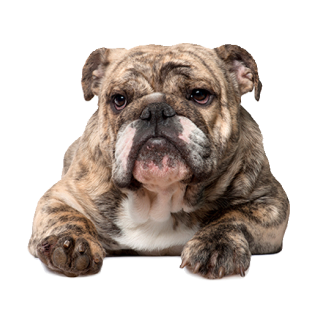 Tier Aufkleber Bulldogge – wetterfester Hundesticker für Auto & Fenster (22 x 20 cm)