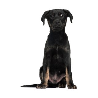 Kleberio Kuh Aufkleber - Wasserdichter Bauernhof Sticker 21x17cm Für Auto & Fenster