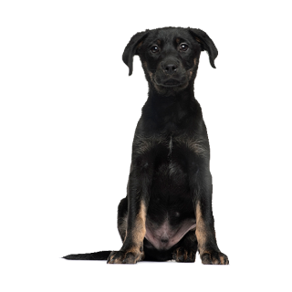 Tier Aufkleber – realistischer Hund Sticker, wetterfest & UV-beständig (9 x 12 cm)