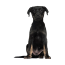 Tier Aufkleber – realistischer Hund Sticker, wetterfest & UV-beständig (18 x 24 cm)