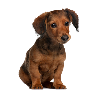 Tier Aufkleber Dackel – wetterfester Hundesticker für Auto & Fenster