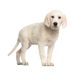 Tier Aufkleber – Golden Retriever Welpe, wetterfest & UV-beständig