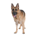 Tier Aufkleber – Deutscher Schäferhund...