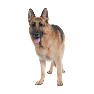 Tier Aufkleber – Deutscher Schäferhund Sticker, wetterfest & UV-beständig (14 x 28 cm)