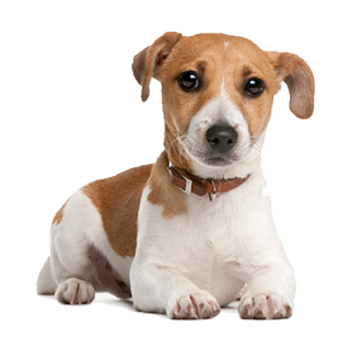 Tier Aufkleber – Jack Russell Hund wetterfest & UV-beständig von Kleberio