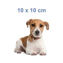 Tier Aufkleber – Jack Russell Hund wetterfest & UV-beständig von Kleberio (10 x 10 cm)