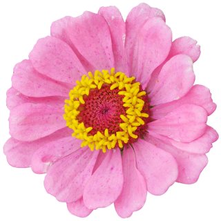 Aufkleber Sticker Zinnie rosa gelb Blume selbstklebend Autoaufkleber Blumenwiese Album Dekoration Set Car Caravan Wohnwagen wetterfest