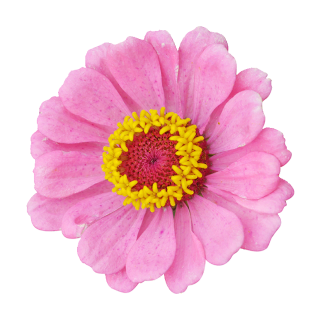 Rosa-gelbe Zinnie Aufkleber – wetterfester Blumenschmuck