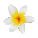 Gelbe Frangipani Aufkleber – wetterfeste...
