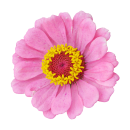 Rosa-gelbe Zinnie Aufkleber – wetterfester...