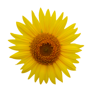 Gelbe Sonnenblume Aufkleber – Wetterfester Blumenschmuck für Fenster & Co.