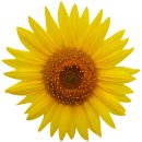 Aufkleber wunderschöne Sonnenblume gelb Blumenwiese...