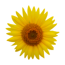 Gelbe Sonnenblume Aufkleber – Wetterfester...