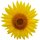 Aufkleber wunderschöne Sonnenblume gelb Blumenwiese Sticker wasserfest Blumen Mülltonne lustiger Autoaufkleber Dekoration Wohnmobil Fensterbild