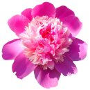 Aufkleber Sticker Pfingstrose rosa Blume selbstklebend...