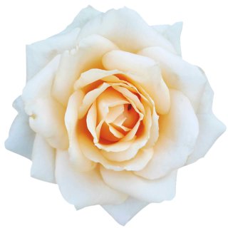 Aufkleber Sticker Kulturrose weiß Blume selbstklebend Autoaufkleber B, 4,74  €