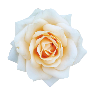 Weiße Kulturrose Aufkleber – Elegante Blütensticker für jeden Anlass