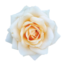 Weiße Kulturrose Aufkleber – Elegante...