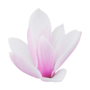 Lila Magnolie Aufkleber – Wetterfester...